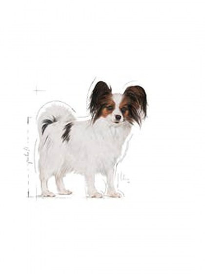 SHN XSMALL ADULT 500G_web31